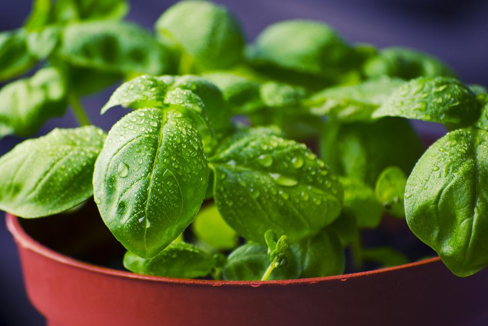 Health Benefits of Basil